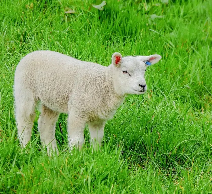 Domaine de l’Ubaye gallery 1