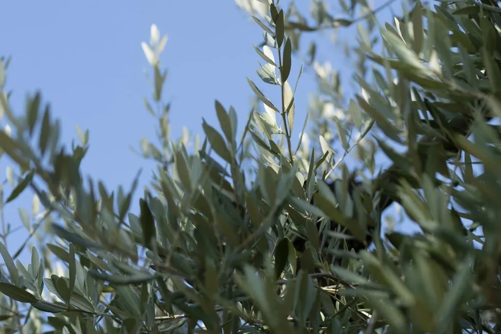 Campeggio Piantelle gallery 2