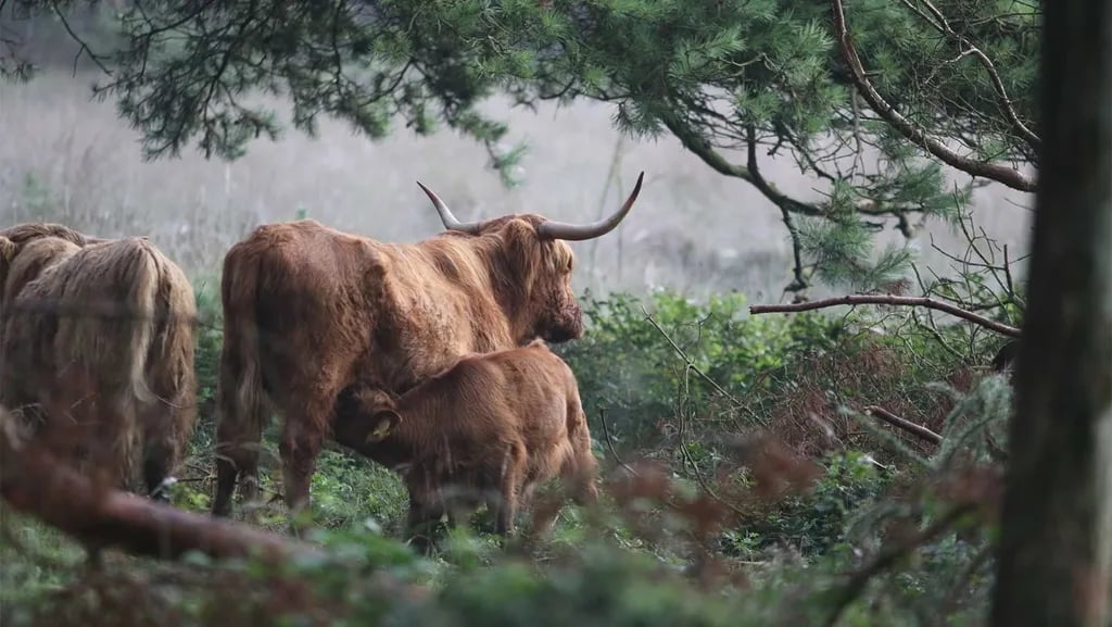 Molecaten Park Kuierpad gallery 3