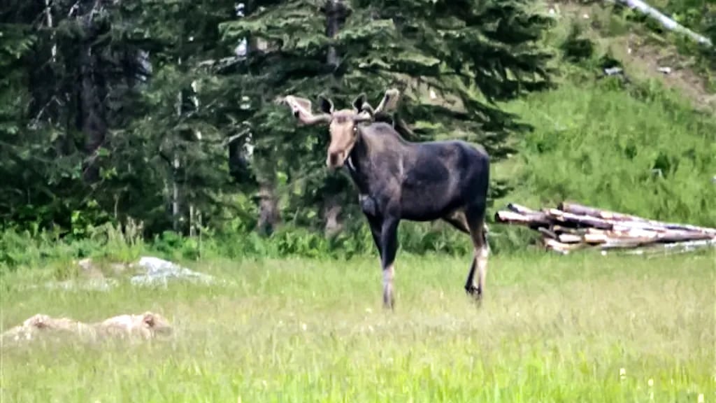 Glacier Meadow RV Park