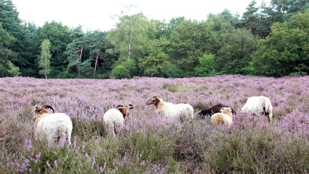 Molecaten Park Landgoed Ginkelduin gallery 1