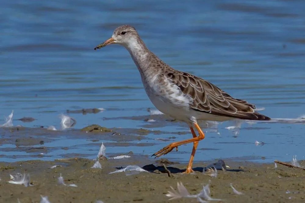 Camping Anna Friso gallery 1