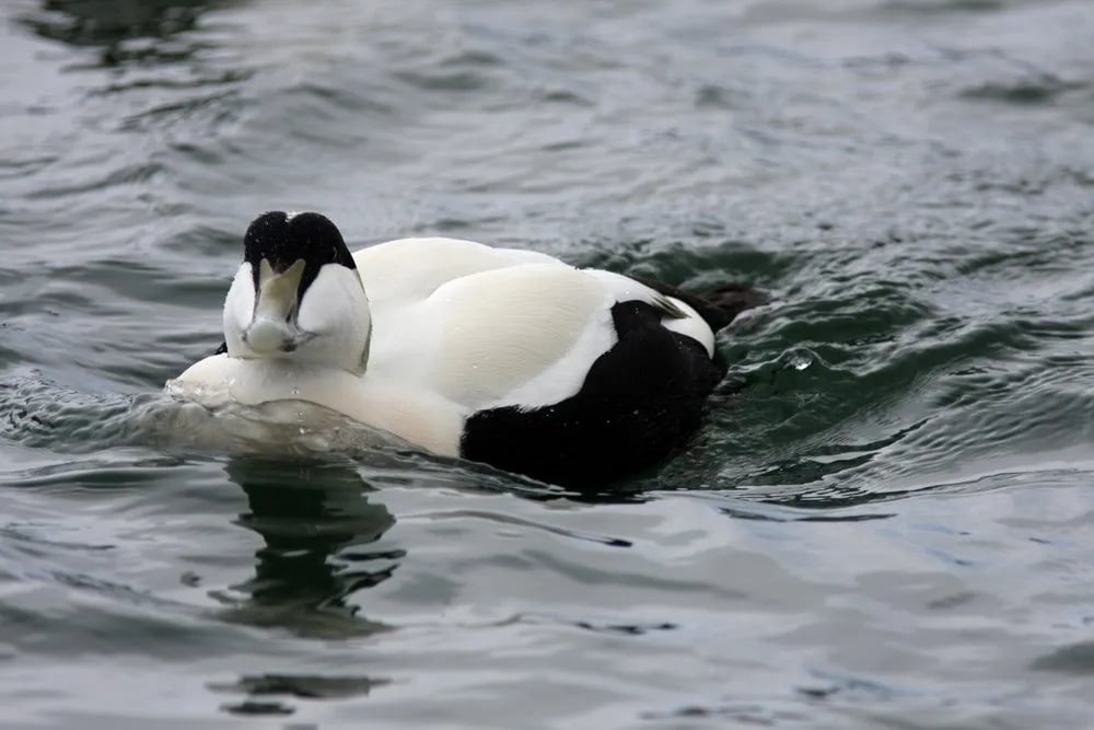 Stabbursdalen Resort gallery 1