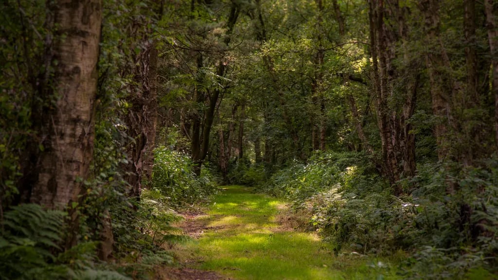 Fernwood Caravan Park gallery 2