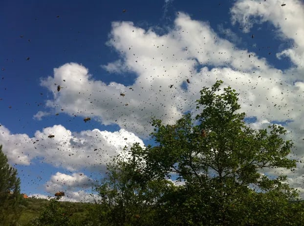 Agricamping L’Apicorno gallery 3