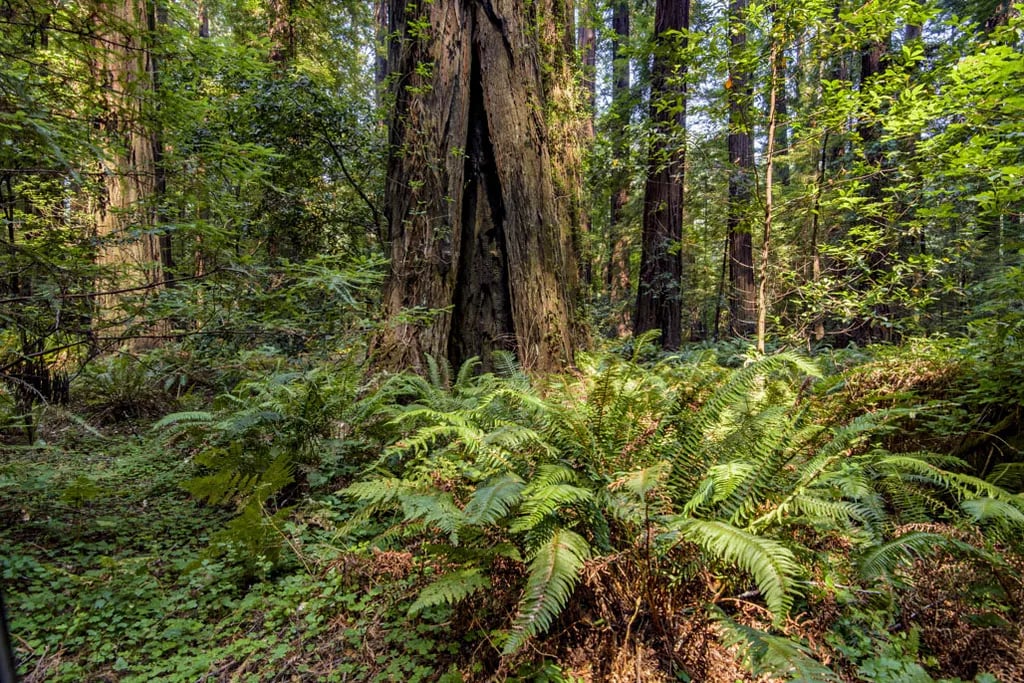 Burlington Campground — Humboldt Redwoods State Park