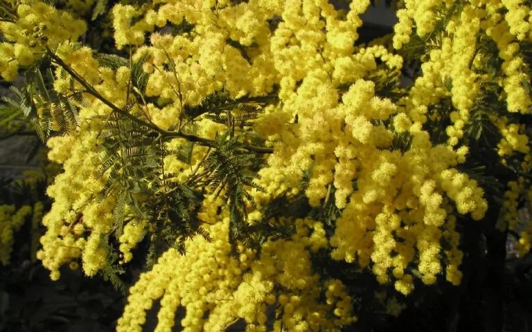 Campeggio Riviera gallery 3