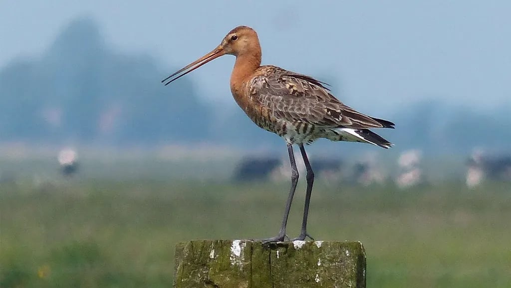 Molecaten Park De Leemkule gallery 1