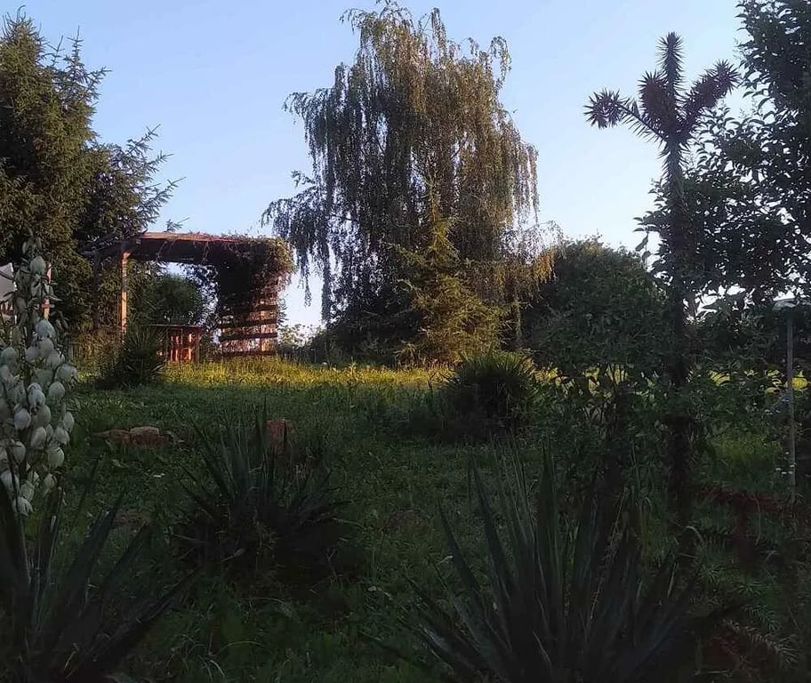 Nature Camp Eucalyptus