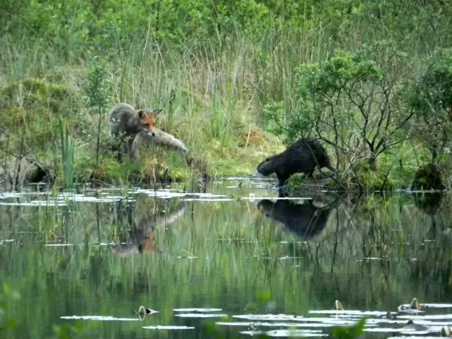 Camping Neudahner Weiher