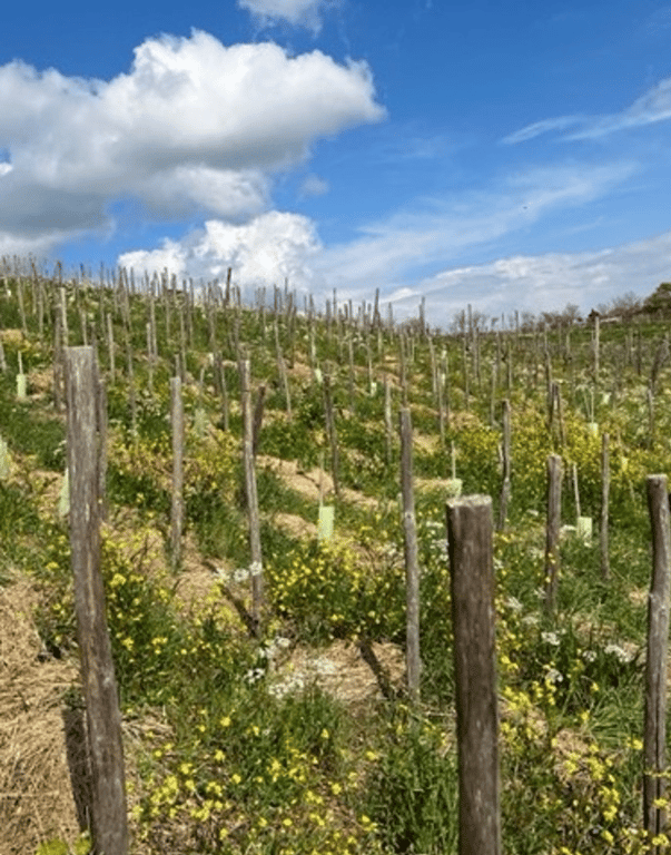 Fattoria La Maliosa gallery 2