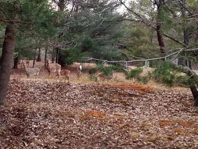 Pine Valley Recreational Vehicle Park and Campgrounds gallery 2
