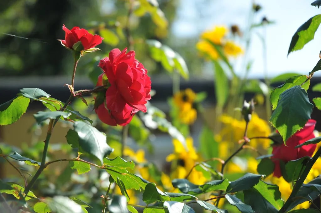 Camping De Drie Provincien gallery 1