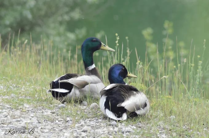 Koko Holidays at Camping Les 3 Lacs du Soleil gallery 2