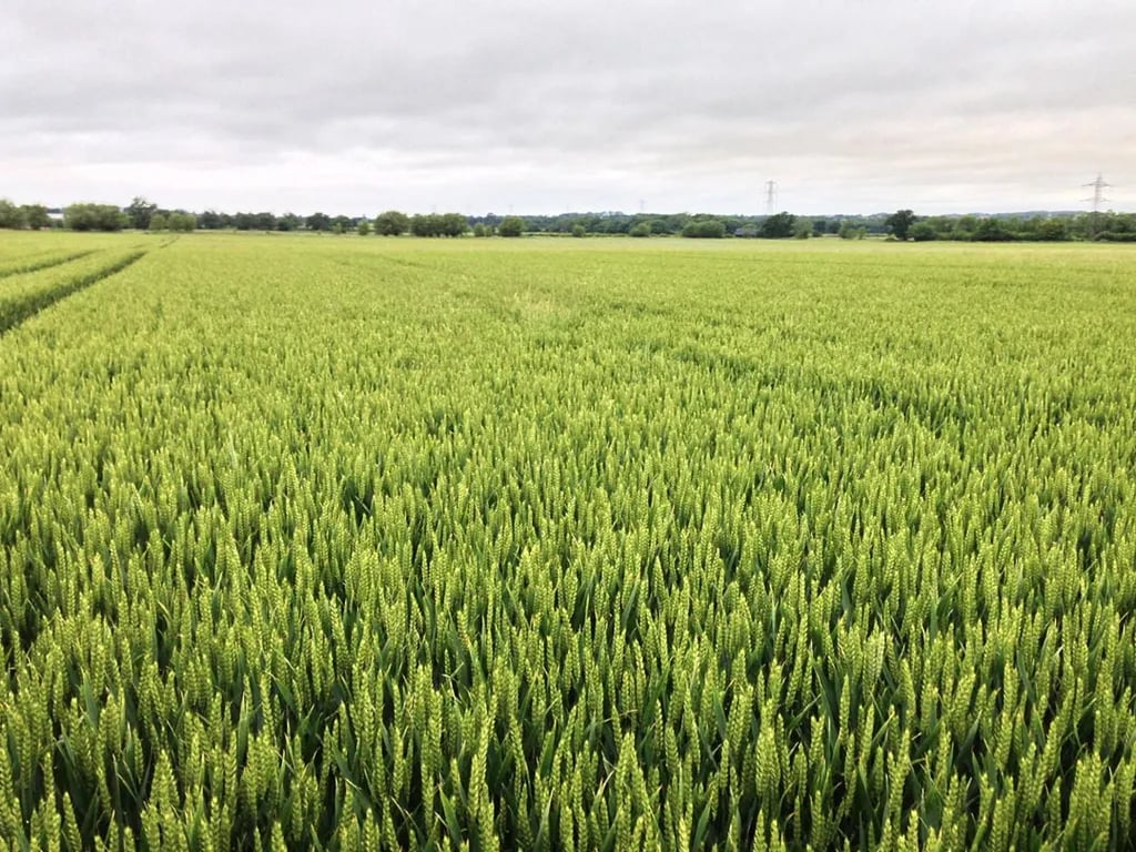 Cowage Farm Camping gallery 1