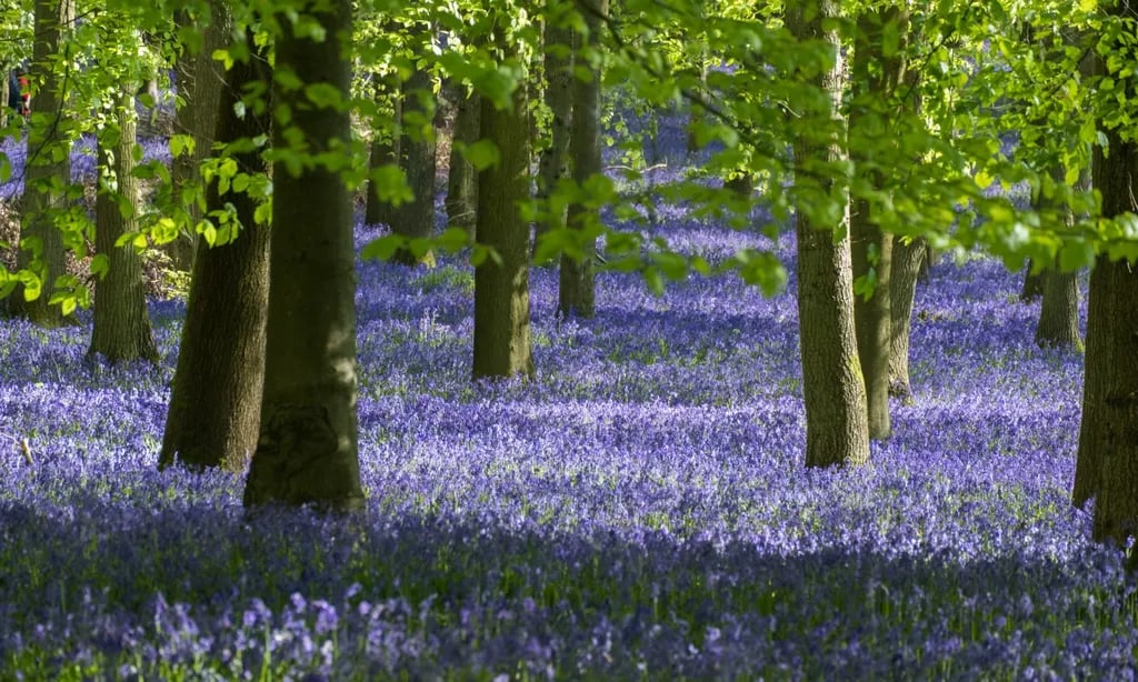 Campsite Honeybridge Park gallery 1