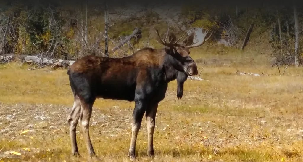 Rambling Moose Campground gallery 2