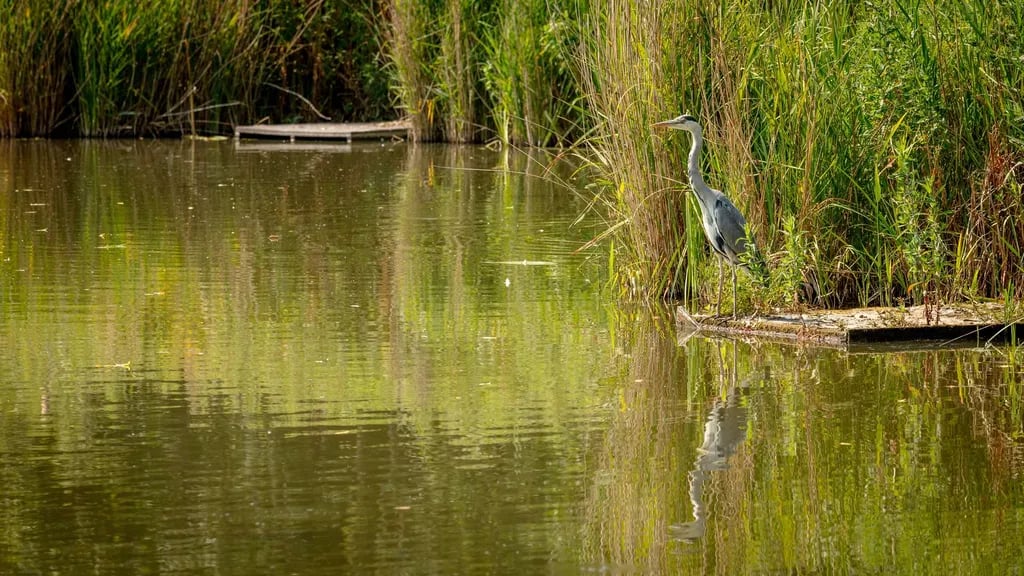 Cottington Lakes gallery 2