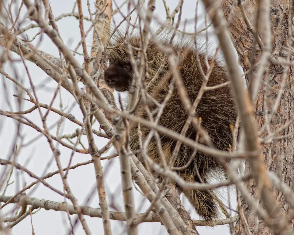 Steamboat Lake State Park