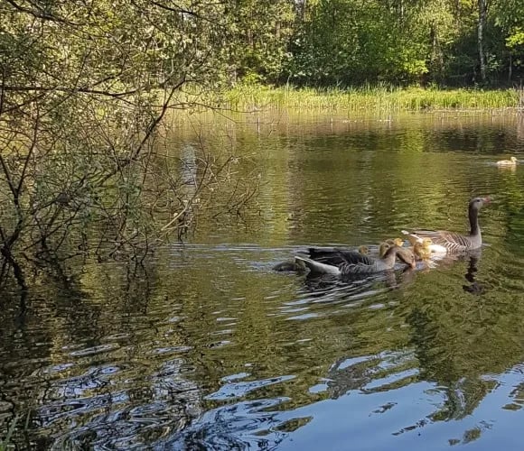 Camping de Peelpoort gallery 3