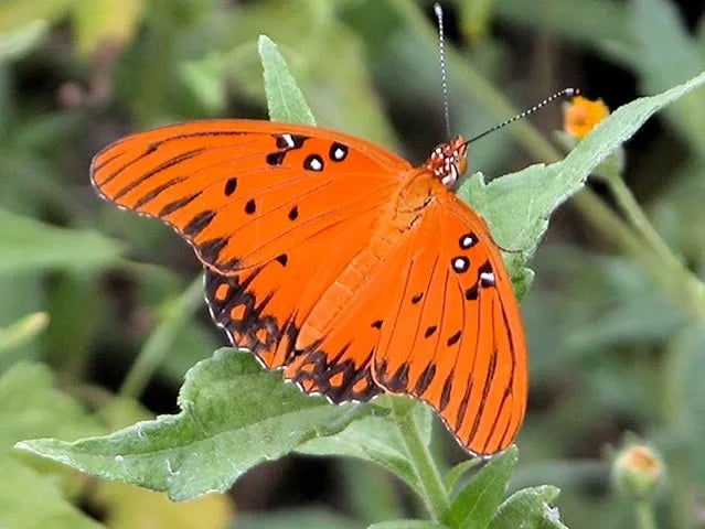 Bentsen Palm Village RV Park gallery 3