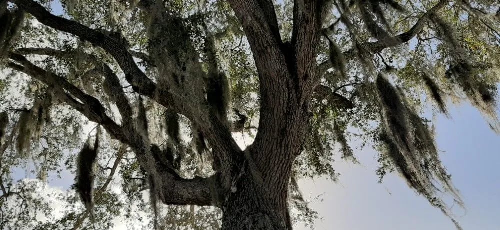 Port St Lucie RV Resort gallery 2