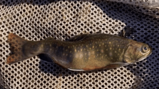 Yoho National Park Of Canada gallery 3