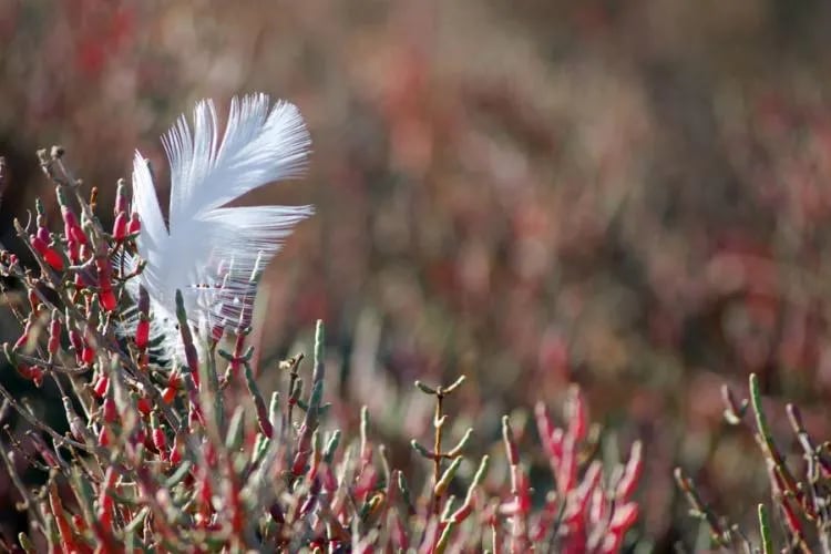 Parc national de Port-Cros gallery 1