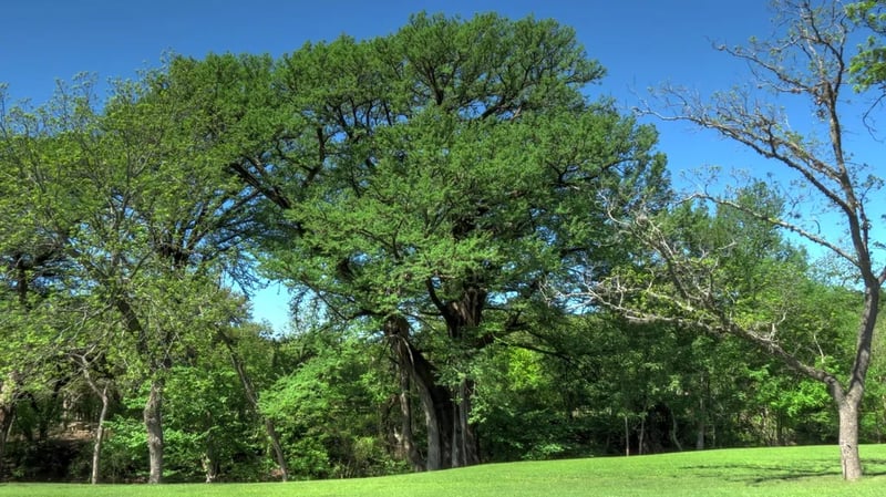Crider’s on the Frio River Resort gallery 1