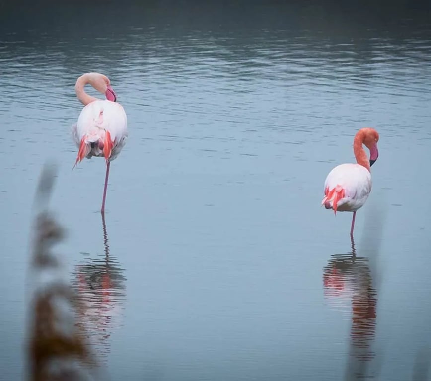 Les Jardins De Tivoli