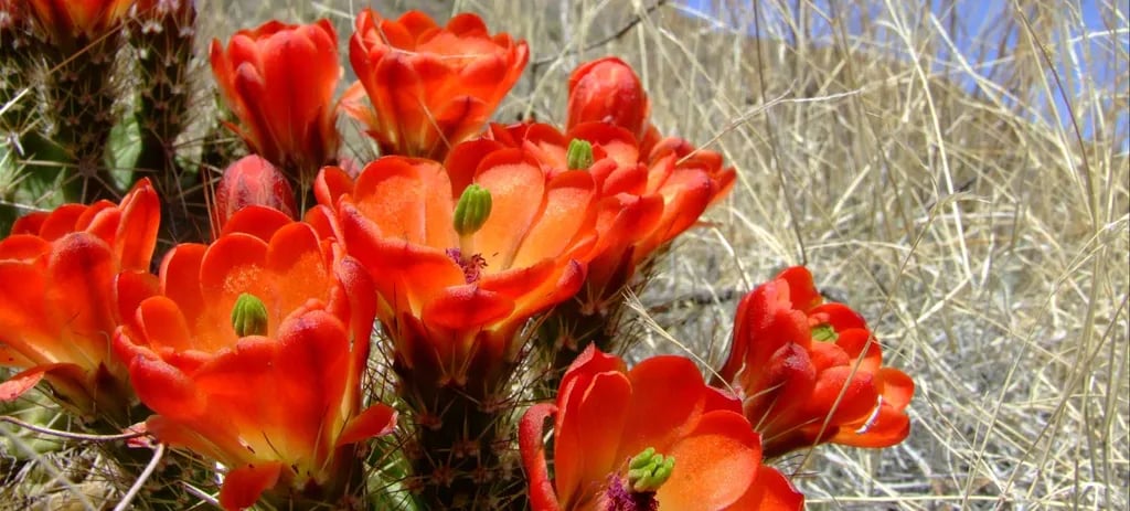 Franklin Mountains State Park Campground