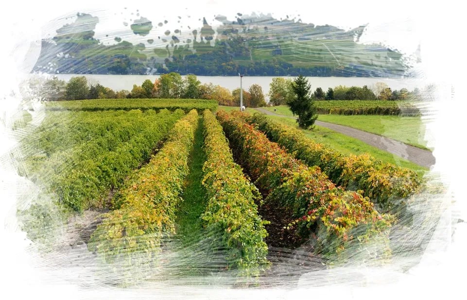 Spruce Row Campground