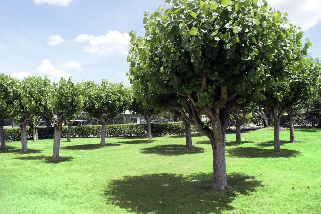 Camping Piscis gallery 2