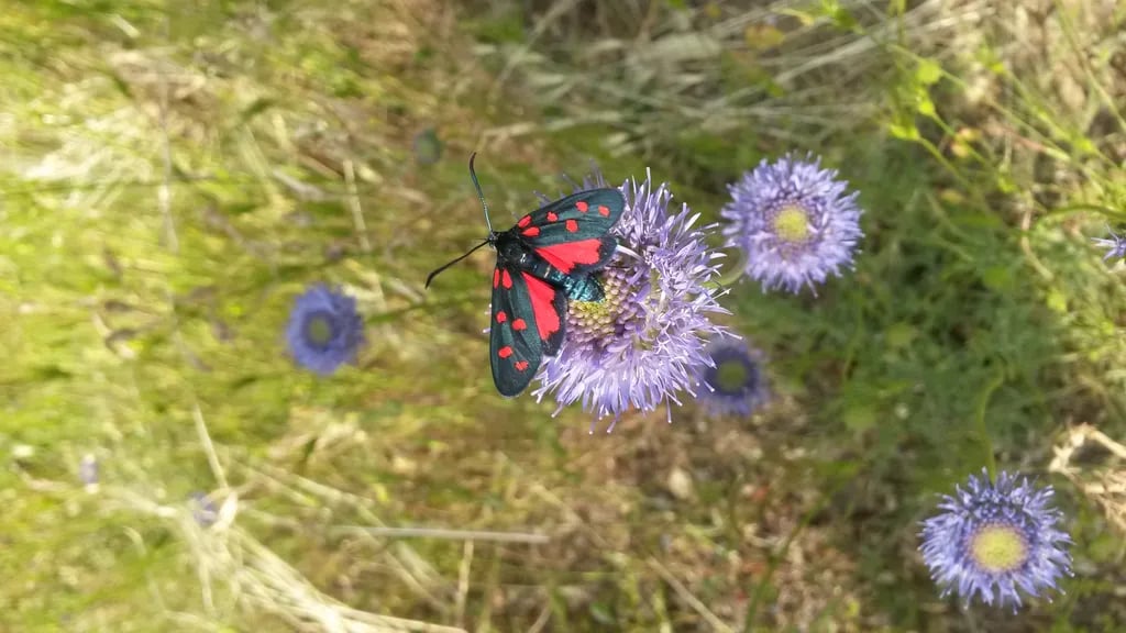 Campeggio Naturista Costalunga gallery 3