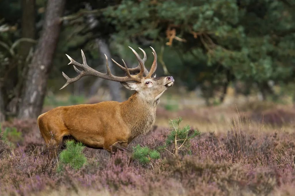 Camping de La Cascade