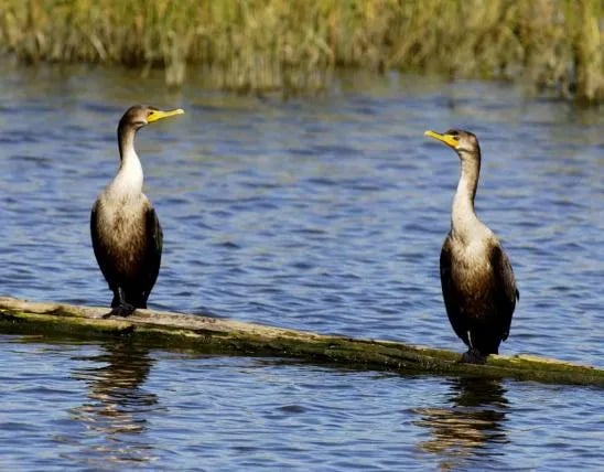 Montrose Missouri Conservation Area Dispersed Camping