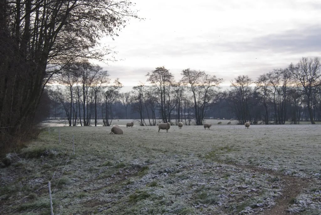 Camping Bos en Pingo gallery 2