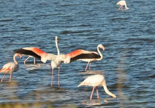 Parc national de Port-Cros gallery 3