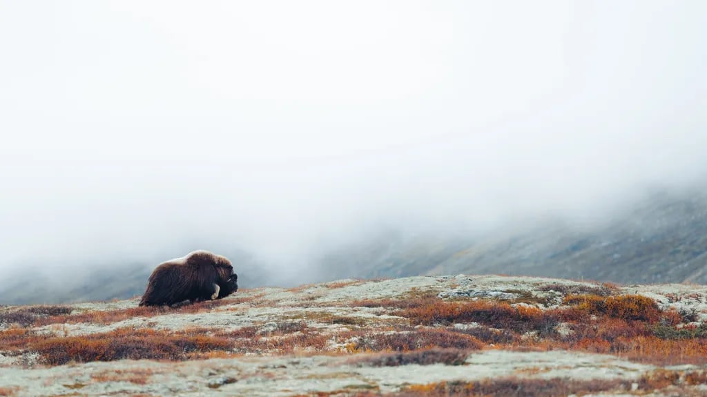 Furuhaugli Turisthytter gallery 3