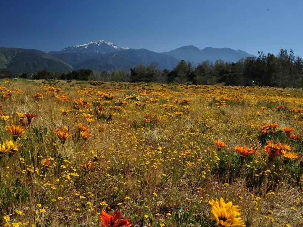Yucaipa Regional Park