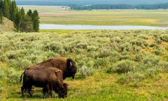 Pinewoods Lake Rec Area — Mark Twain National Forest gallery 3