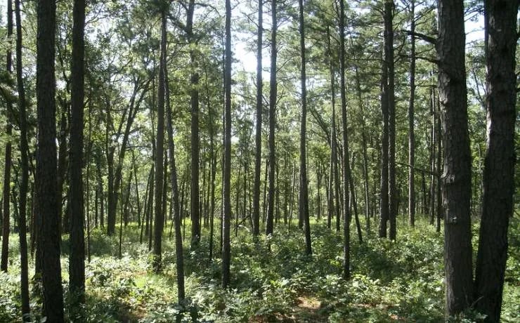 Hawn State Park Campground gallery 1