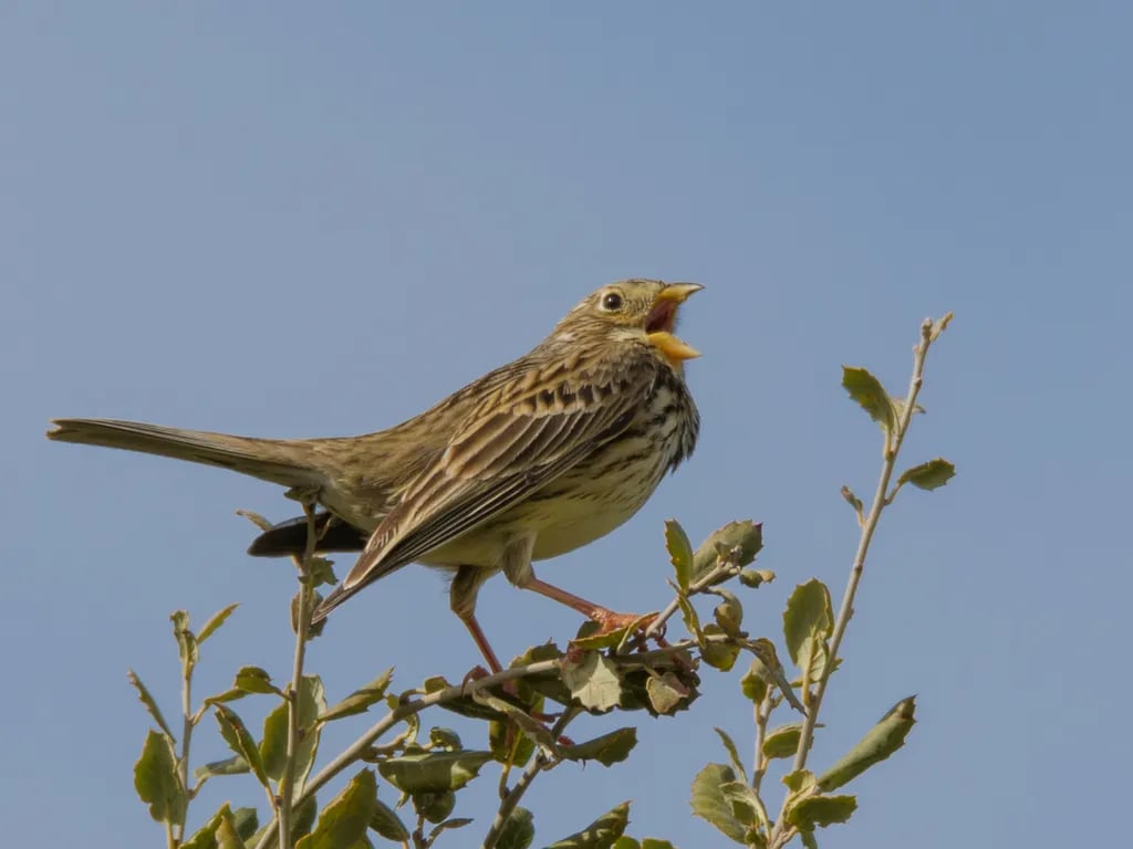 Camping Serro da Bica