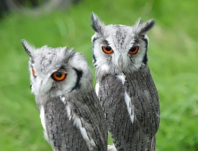 Wedmore Village Farm gallery 3