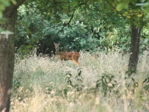 Land & Sky Luxury Camping gallery 3