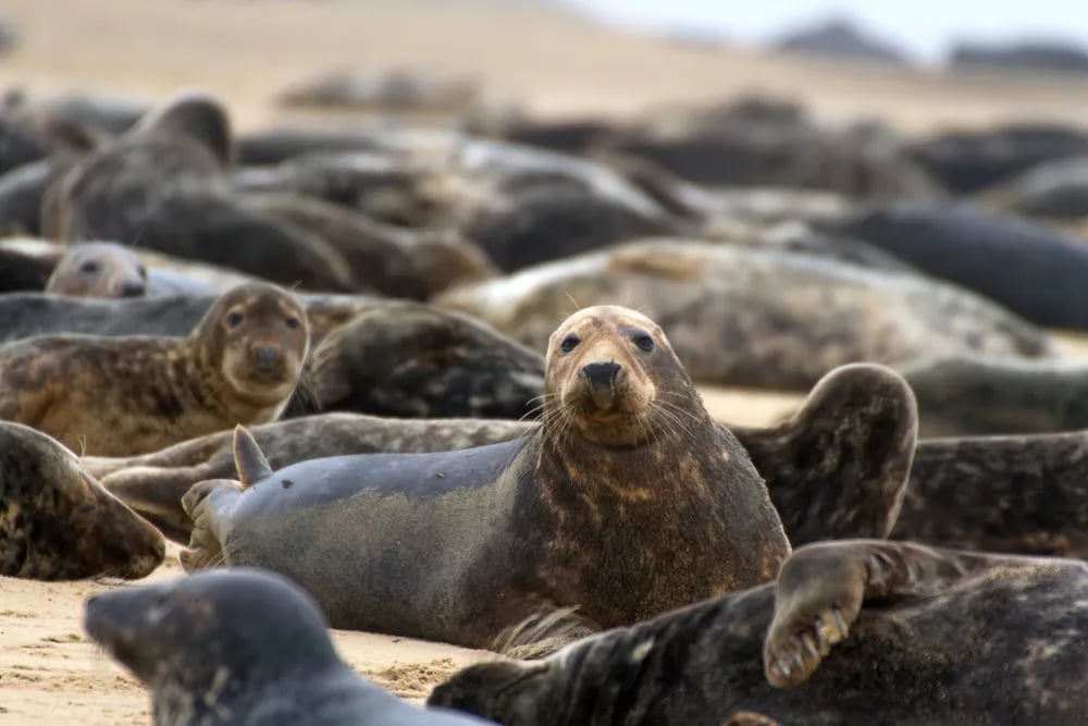 Baconsthorpe Meadows Campsite