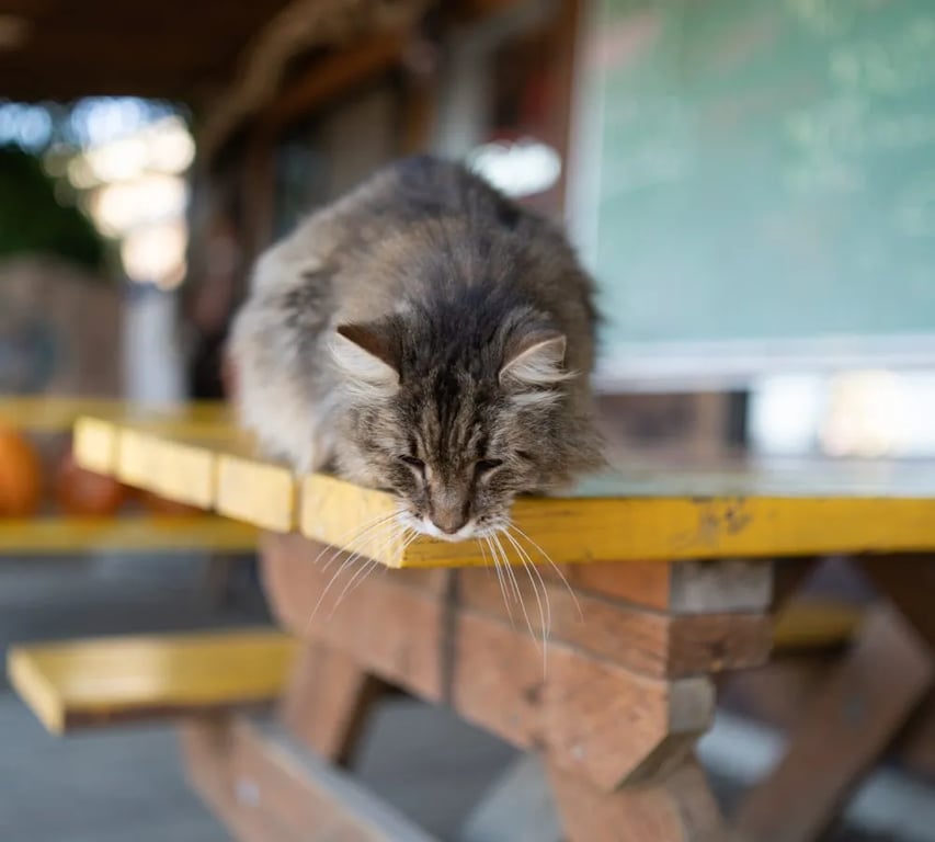 Jetty Fishery Marina & RV Park