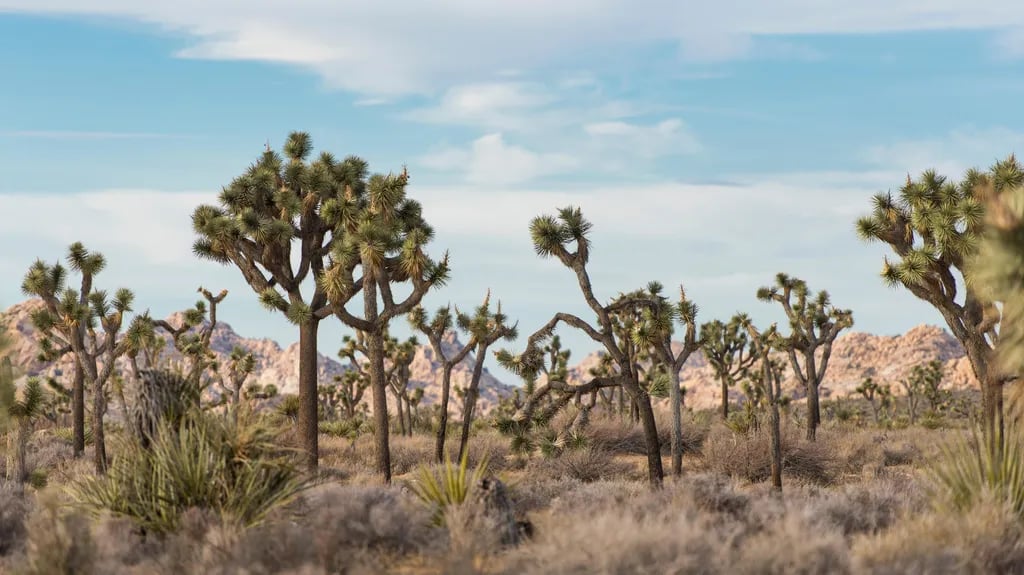 15 min to Joshua Tree National Park! gallery 3