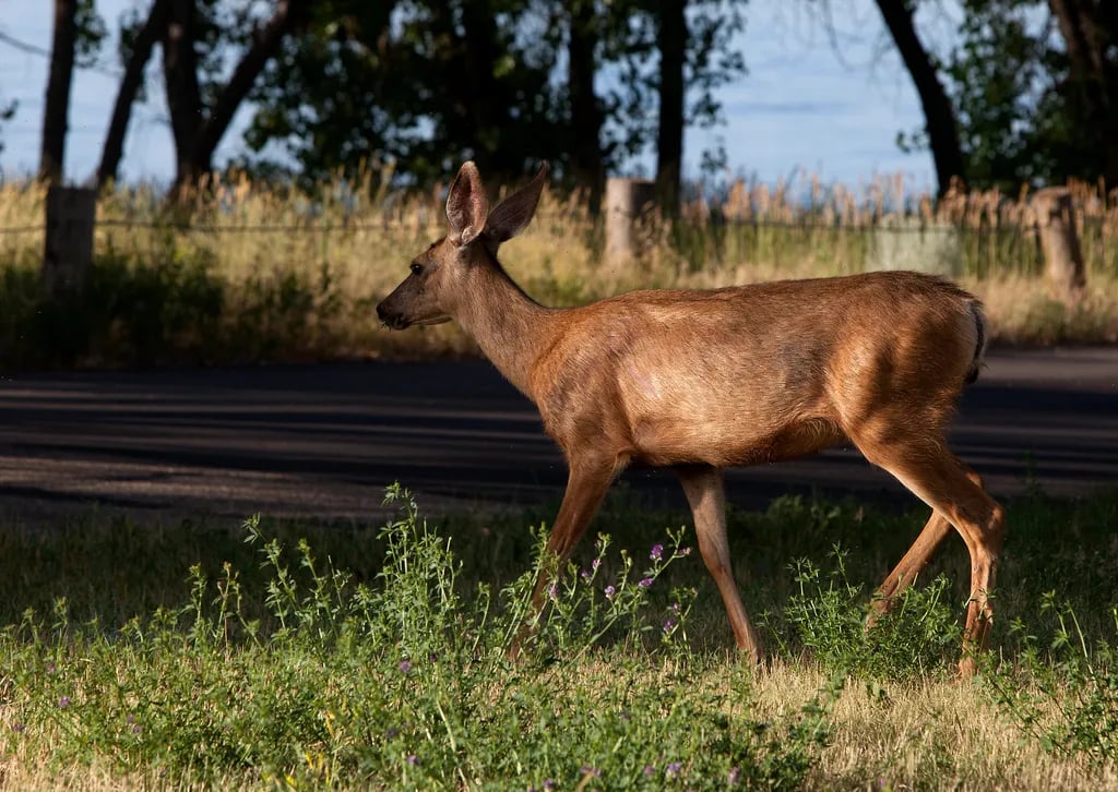 Cherry Creek State Park