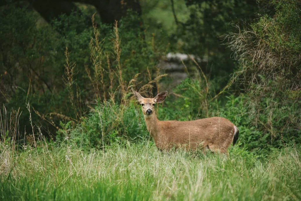 Pinnacles Campground — Pinnacles National Park gallery 2